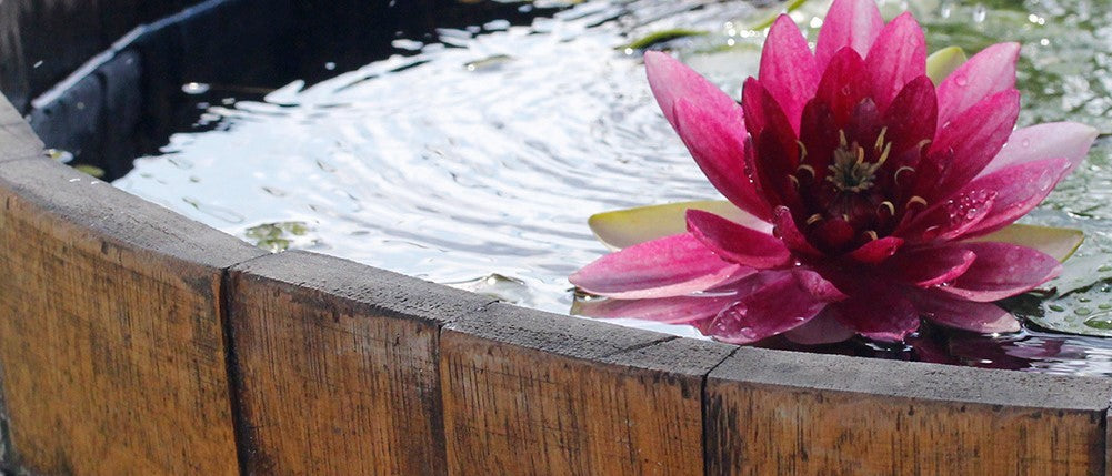 Mini-Teich aus Weinfass mit Seerose im Garten – dekoratives Wasserbecken aus Holzfass