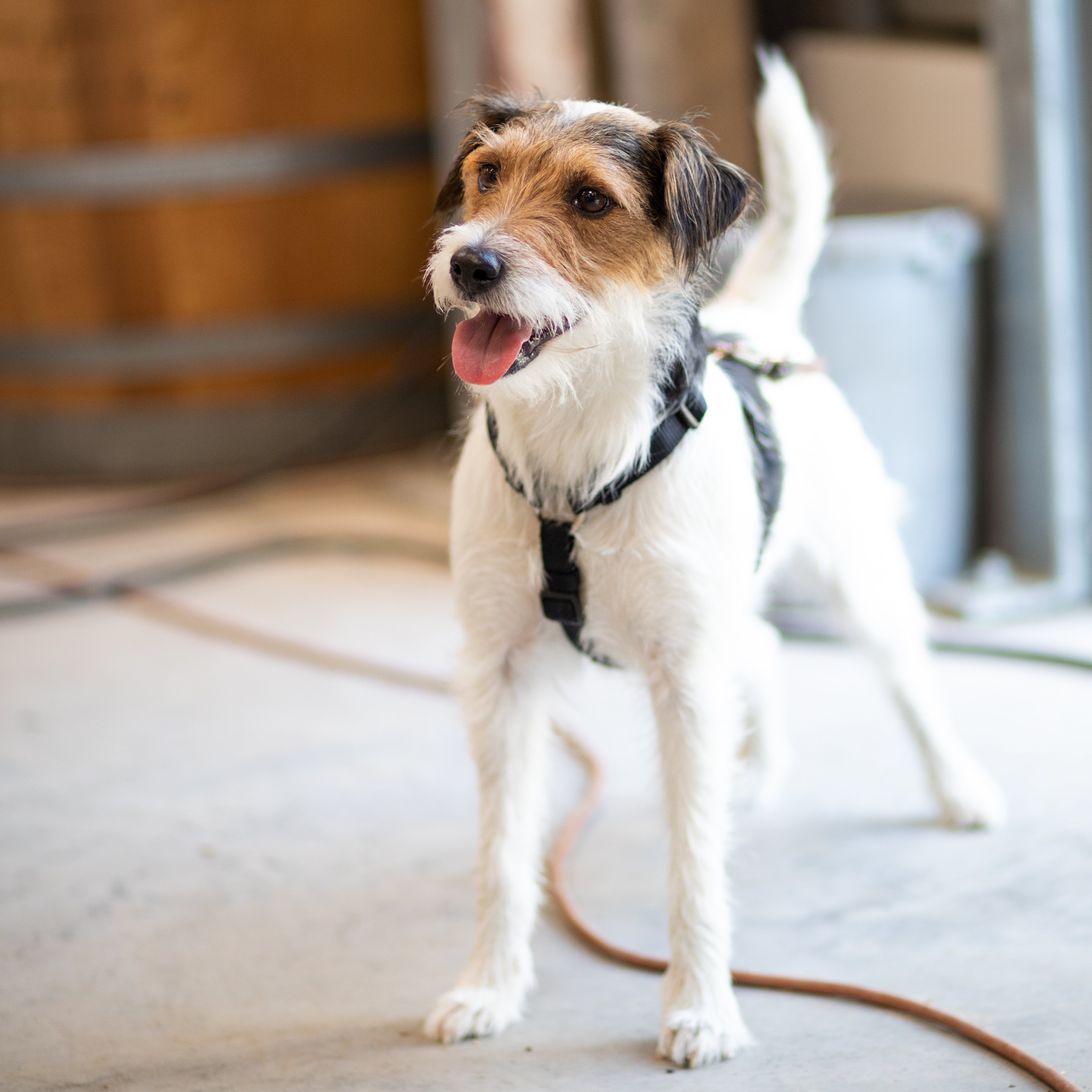 Hund Socke in der Werkstatt der Fass-Schmiede