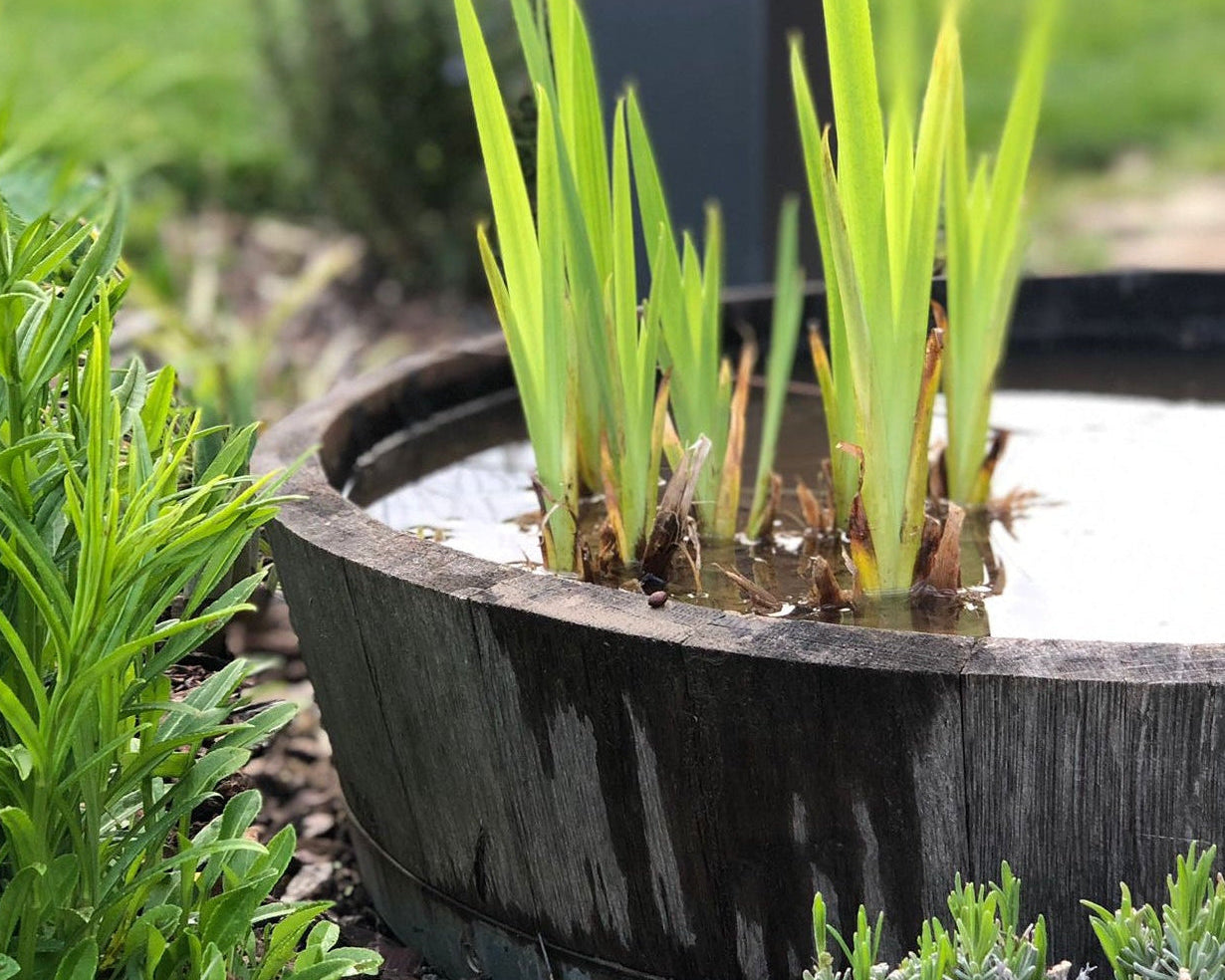 Gebrauchtes Weinfass als Miniteich im Garten
