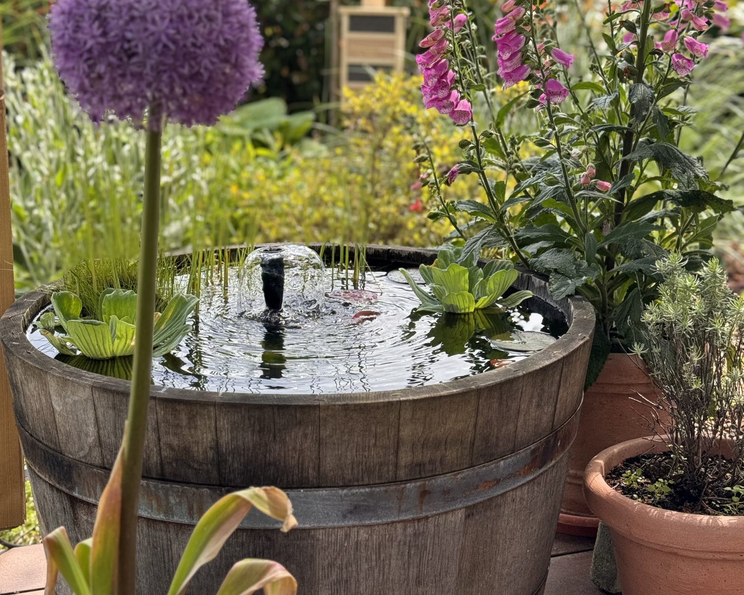 Mini-Teich im Weinfass anlegen: Anleitung & Tipps